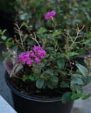 Bellini Grape Crape Myrtle - Image 2