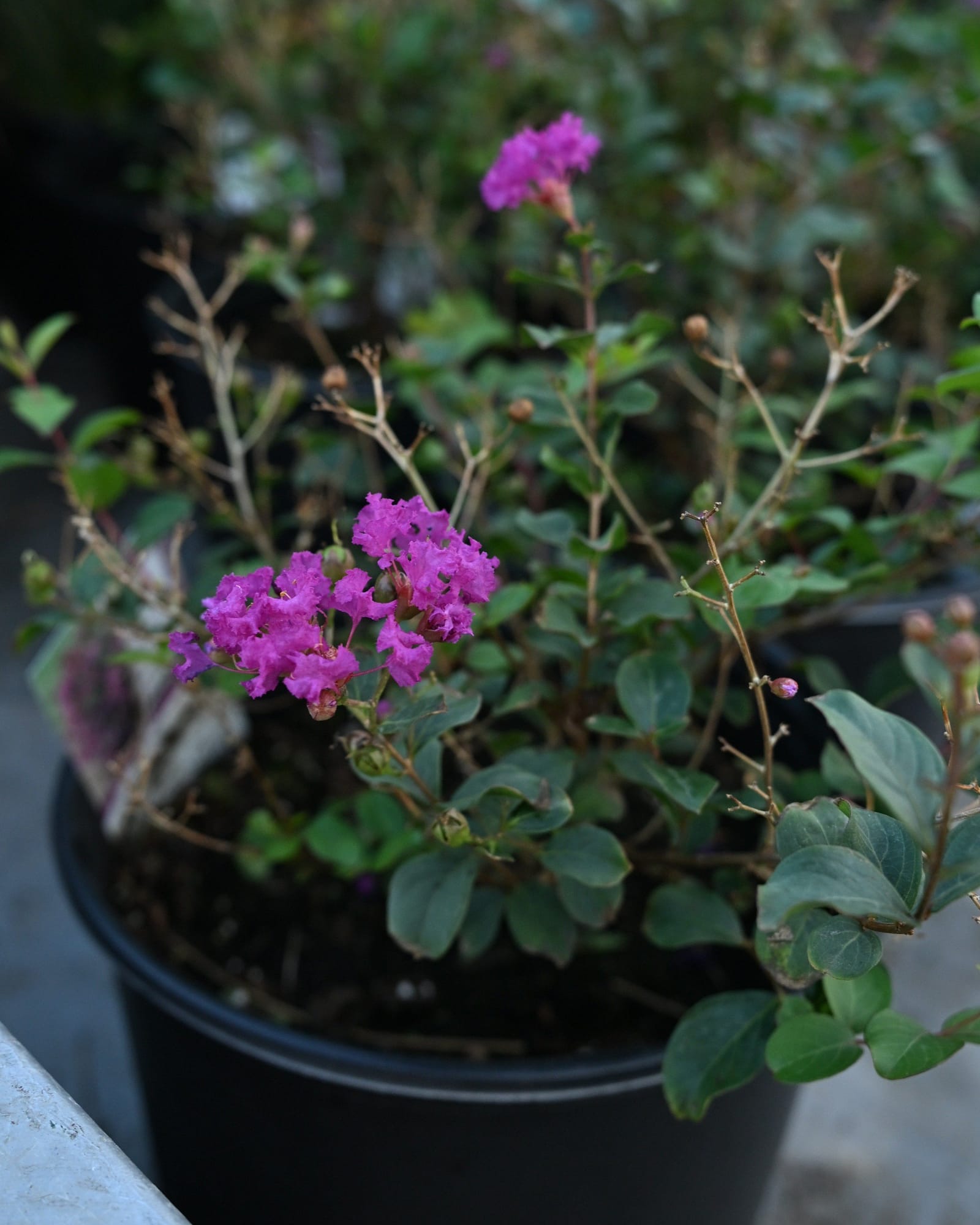 Bellini Grape Crape Myrtle - view 2