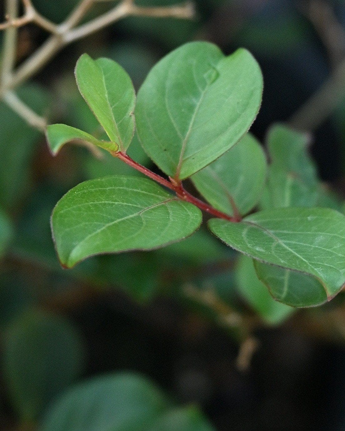 Bellini Grape Crape Myrtle - view 3