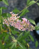 Pink Delight Butterfly Bush - Image 2