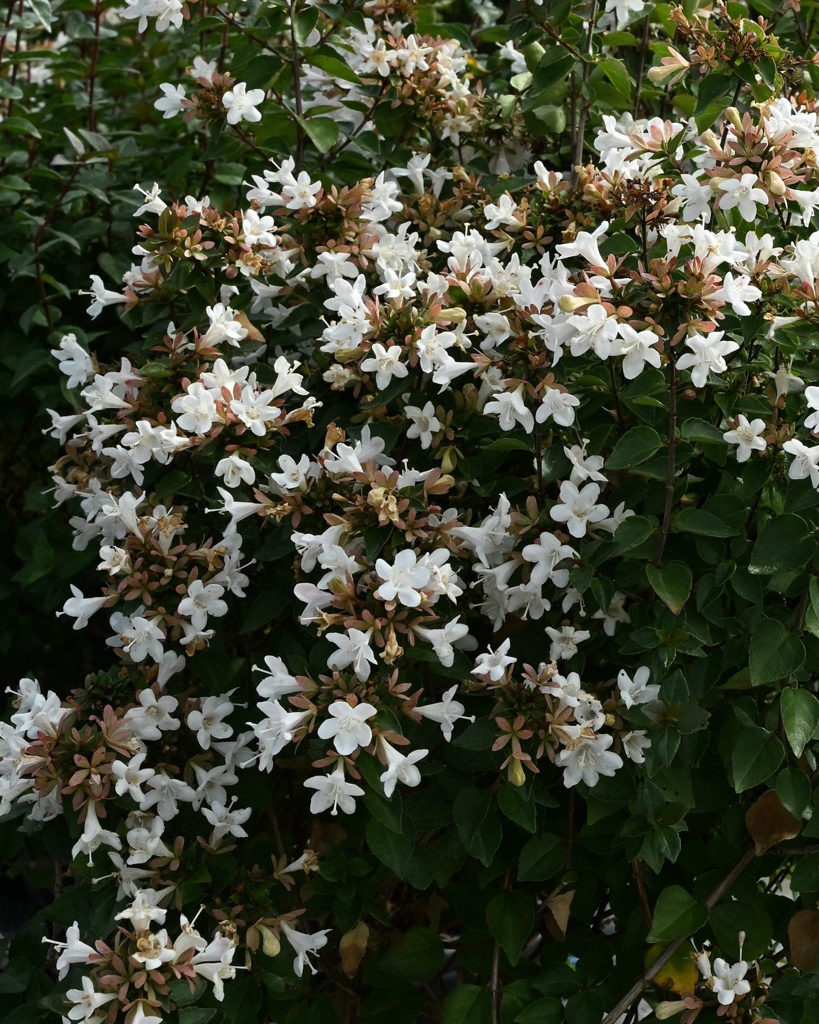 Rose Creek Abelia
