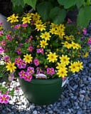 DuraBella Pop Culture Combo Pots with yellow and pink flowers in a green container