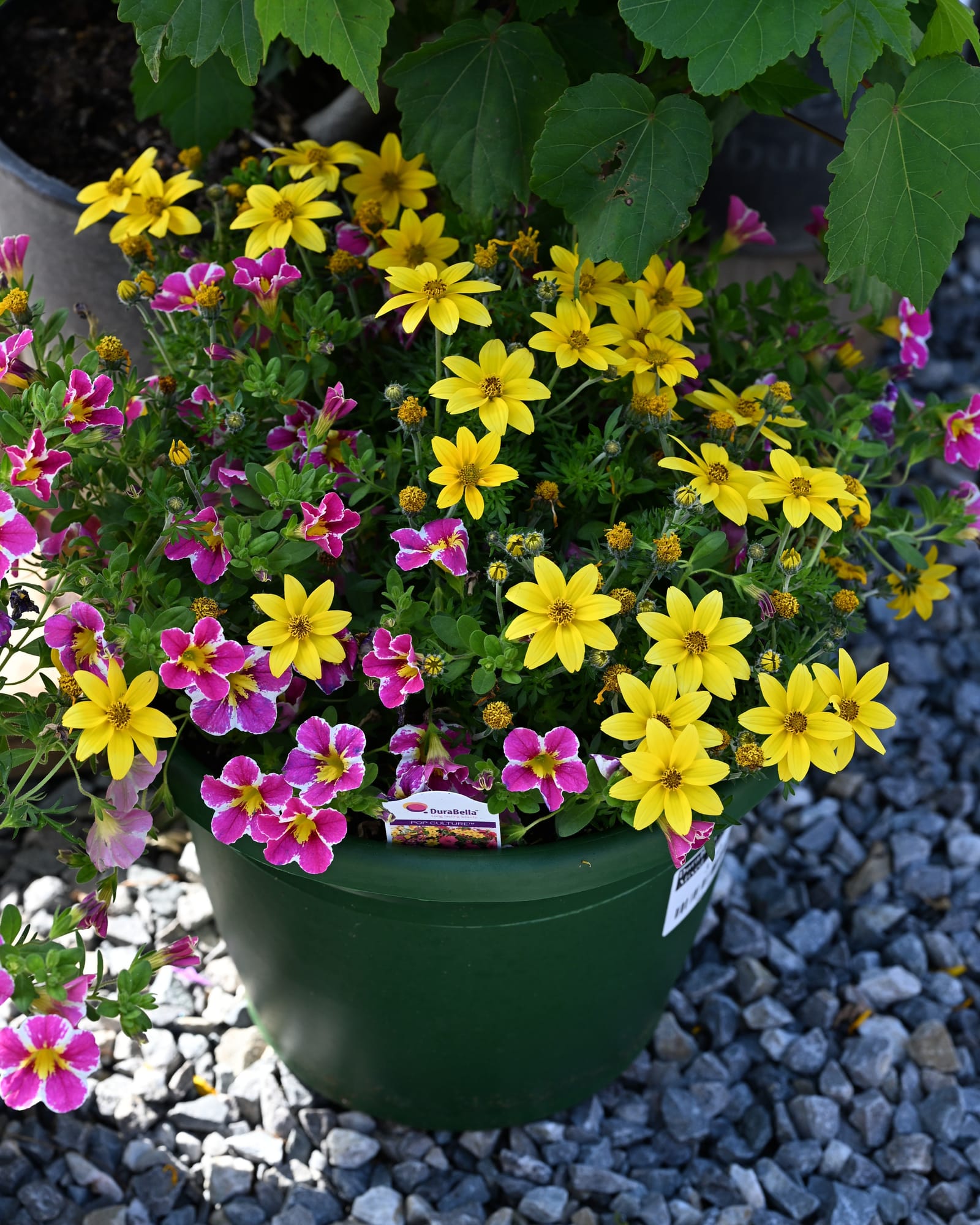 DuraBella Pop Culture Combo Pots yellow pink flowers DuraBella Pop Culture Combo Pots with yellow and pink flowers in a green container