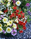 DuraBella Watercolors Combo Pots with red, yellow, white and purple flowers in a container