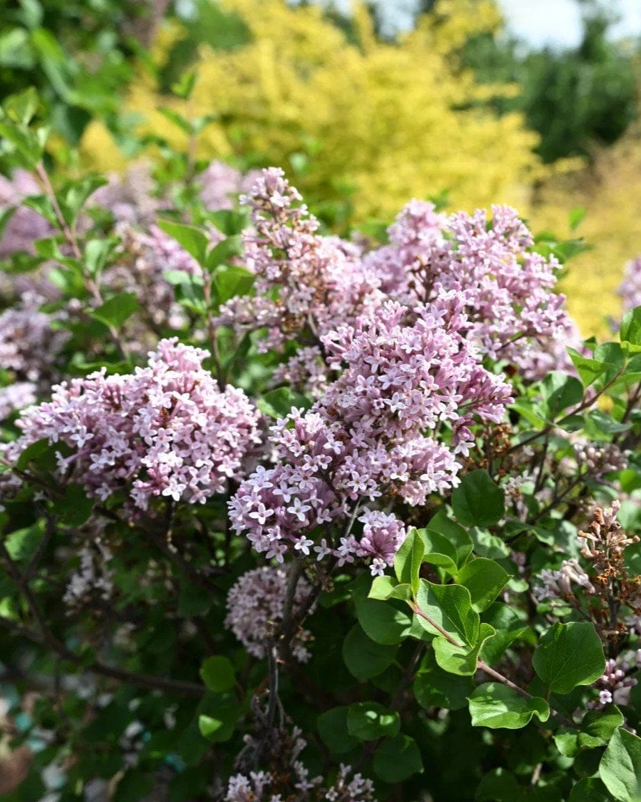 Dwarf Korean Lilac Tree Form - view 3