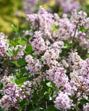 Dwarf Korean Lilac Tree Form with clusters of pale pink flowers and green leaves