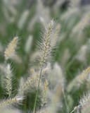 Dwarf Little Bunny Fountain Grass with soft, feathery cream flower spikes
