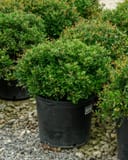 Dwarf Yaupon Holly with dense green foliage in a black nursery container