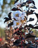 Ebony Ivory Crape Myrtle with white flower clusters and dark burgundy foliage