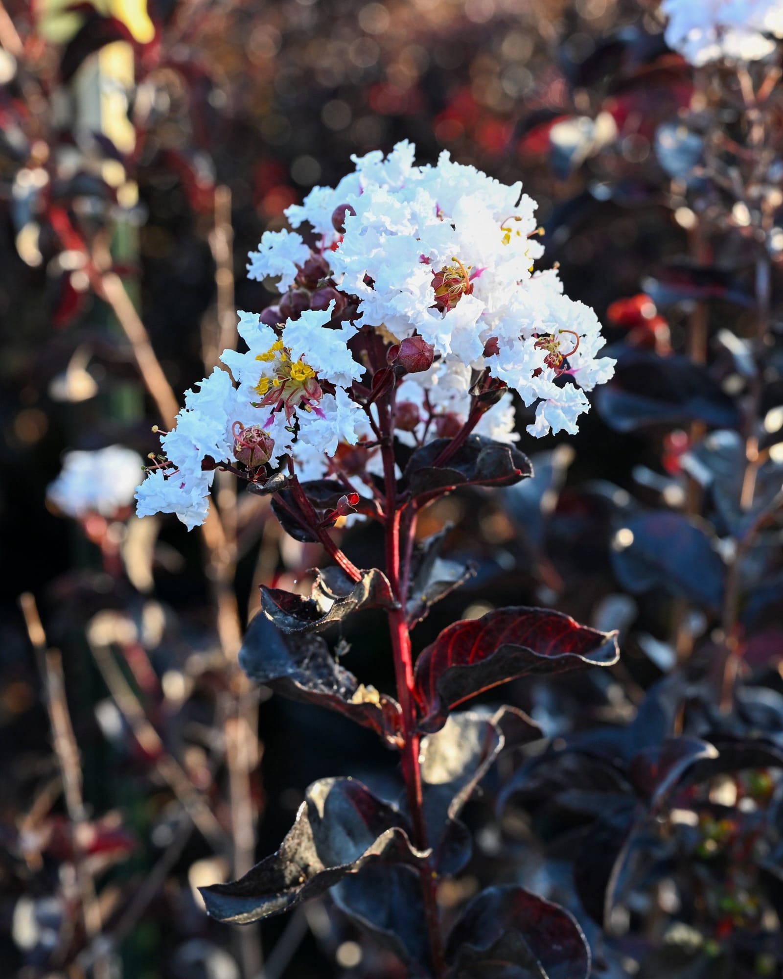 Ebony Ivory Crape Myrtle white blooms Ebony Ivory Crape Myrtle with white flower clusters and deep burgundy foliage