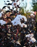 Ebony Ivory Crape Myrtle with white flower clusters and dark burgundy foliage