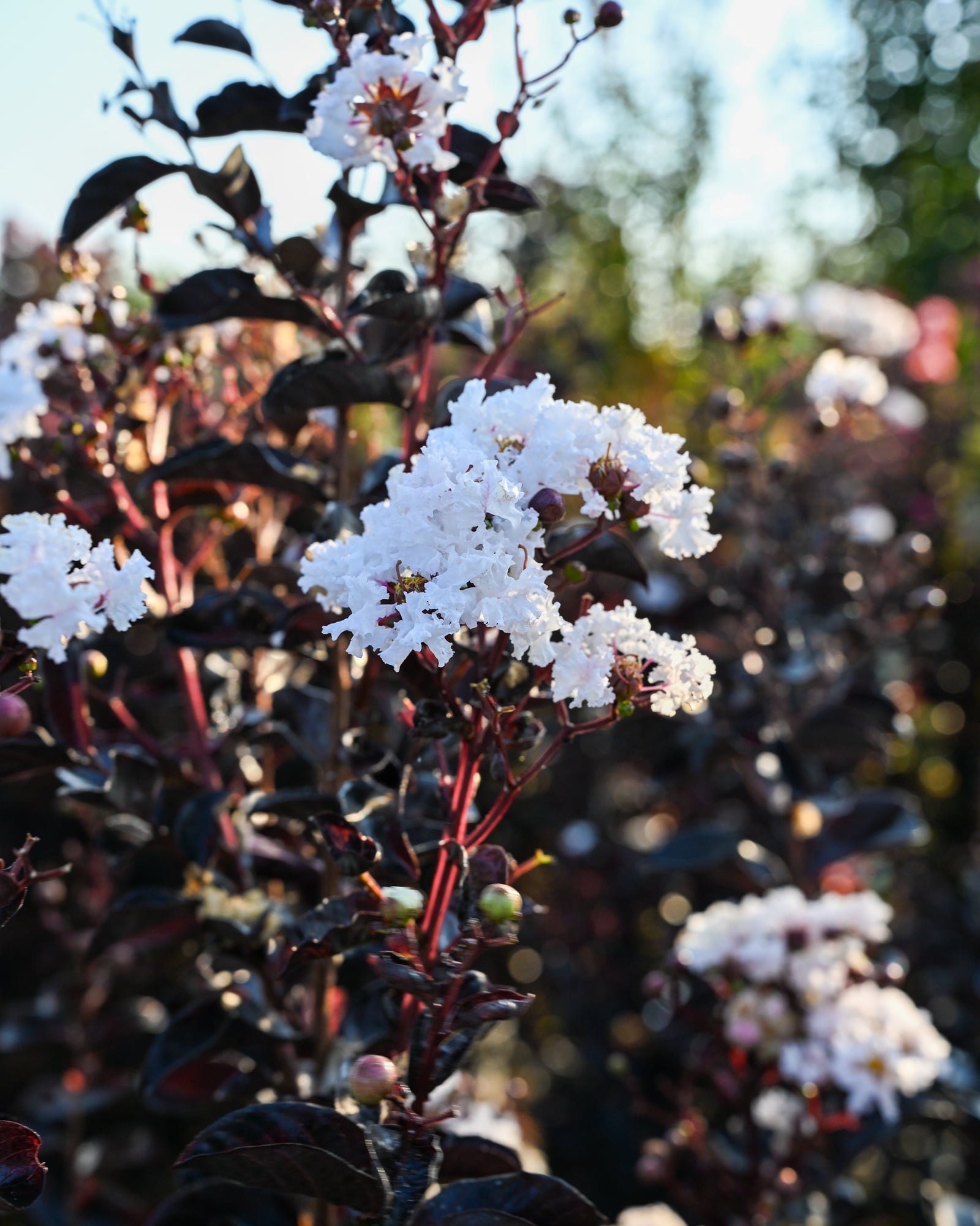 Ebony Ivory Crape Myrtle white blooms Ebony Ivory Crape Myrtle with white flower clusters and dark burgundy foliage