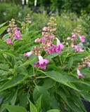 El Nino Desert Orchid Chitalpa with clusters of pink flowers and lush green leaves