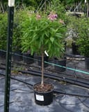 El Nino Desert Orchid Chitalpa with pink flowers and narrow green leaves in a nursery container