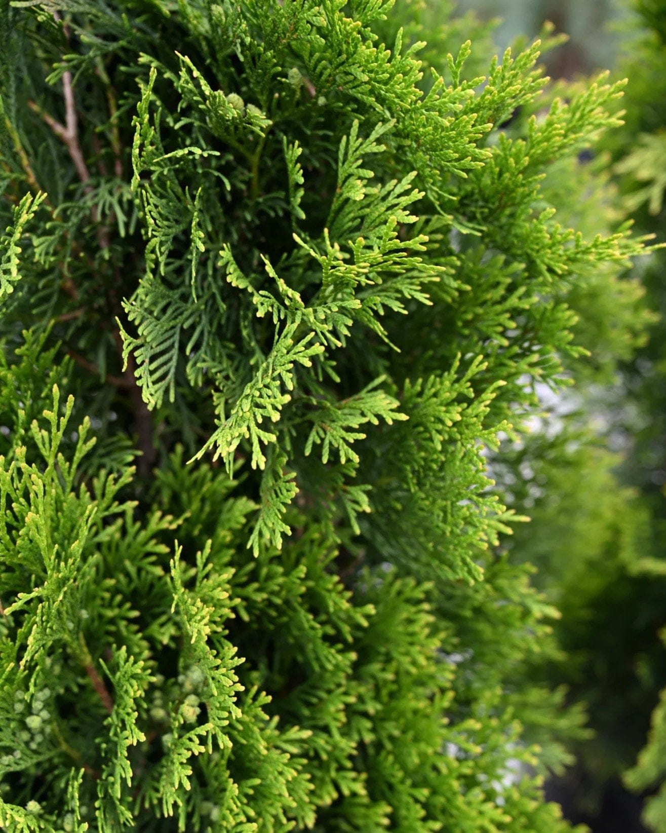 Emerald Green Arborvitae - view 3
