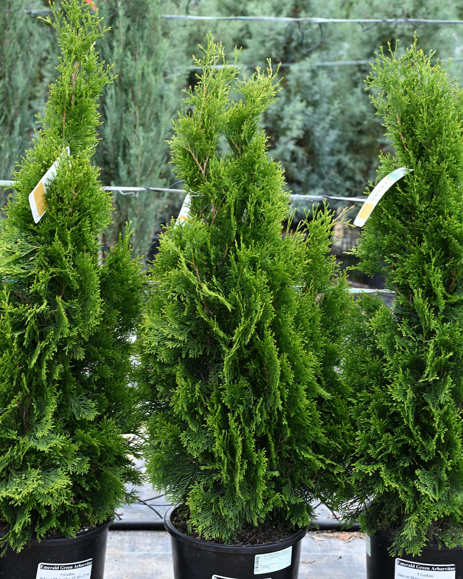 Emerald Green Arborvitae