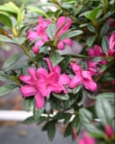 Encore Azalea Autumn Amethyst with bright pink flowers and glossy green foliage