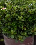 Encore Azalea Autumn Dove with dense glossy green foliage in a nursery container
