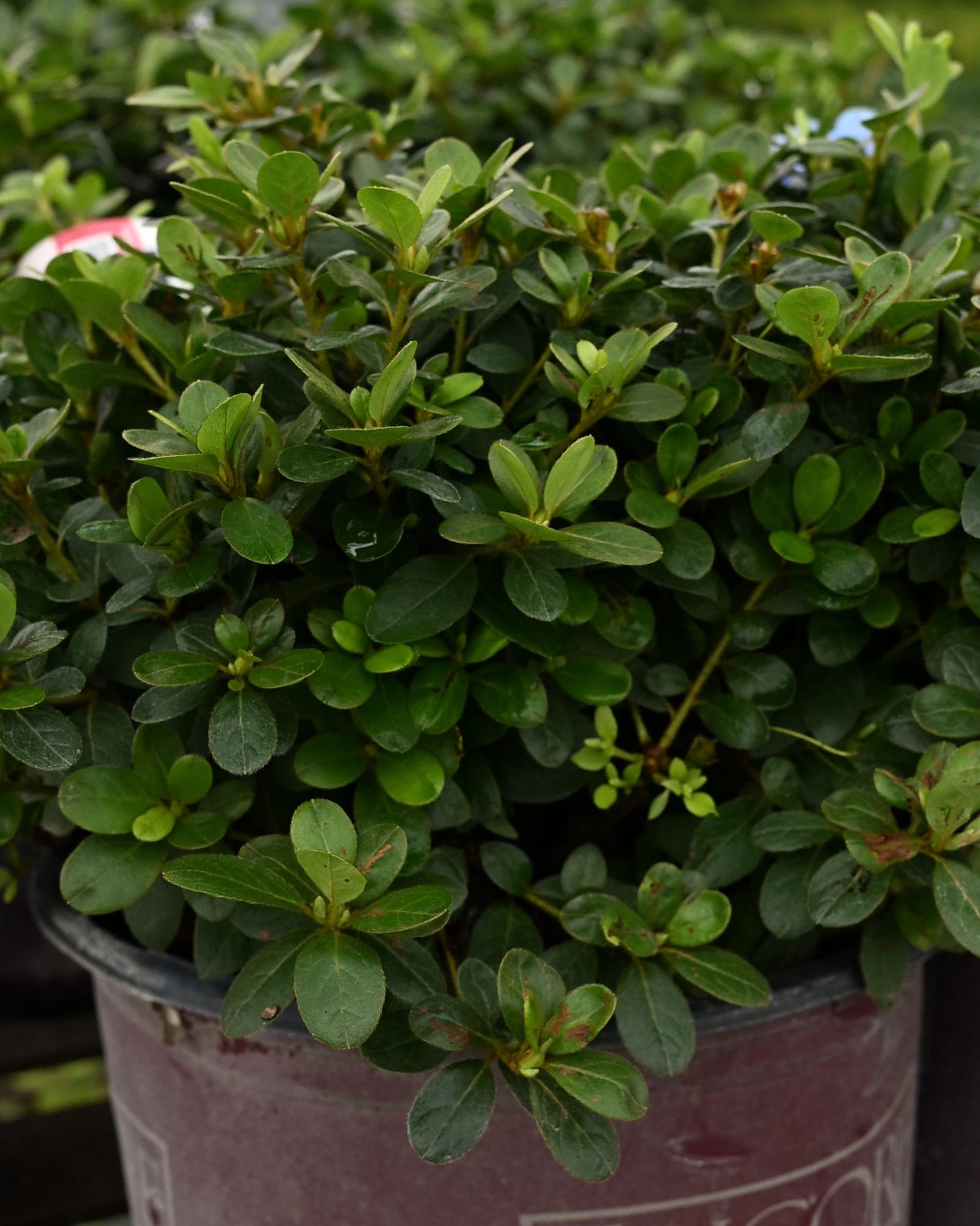 Encore Azalea Autumn Dove glossy foliage Encore Azalea Autumn Dove with dense glossy green foliage in a nursery container