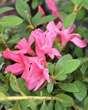 Encore Azalea Autumn Sangria with bright pink flowers and dense green foliage