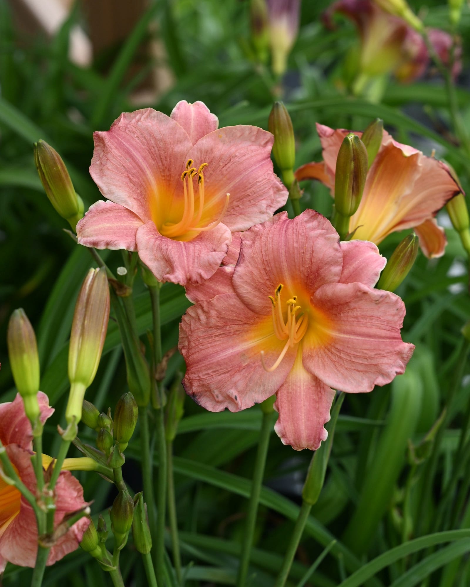 Endlesslily Coral Daylily