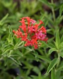 Firecracker Bush with clusters of bright red and pink tubular flowers among green foliage