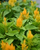 Fresh Look Gold Celosia with bright yellow flower spikes and lush green foliage