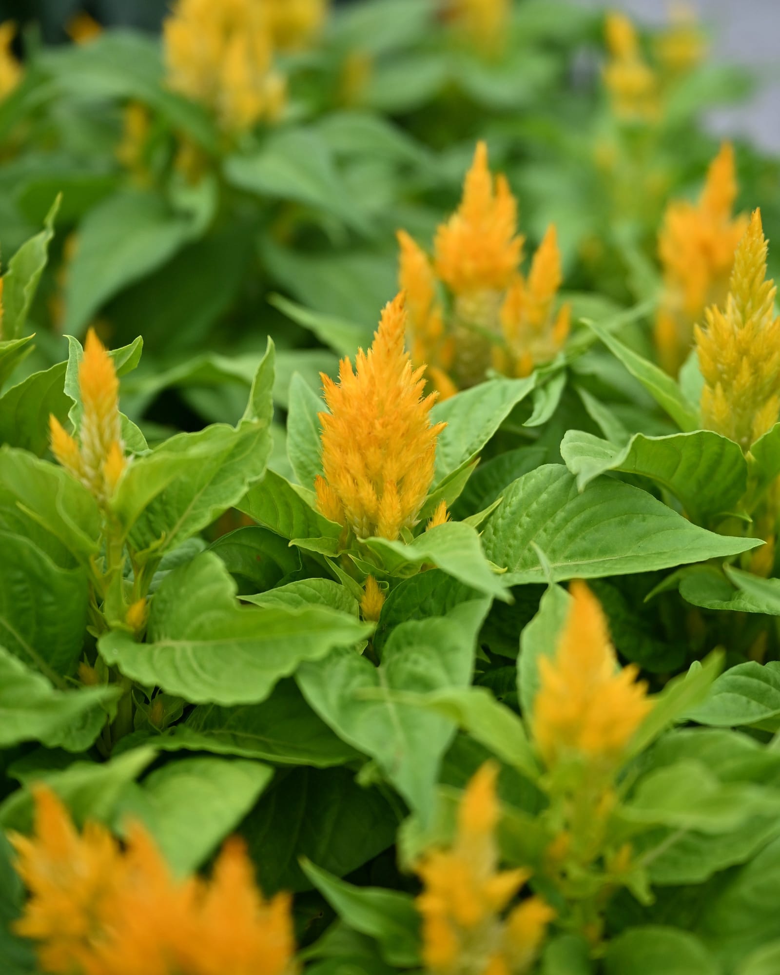 Fresh Look Gold Celosia yellow flower spikes Fresh Look Gold Celosia with bright yellow flower spikes and lush green foliage