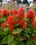 Fresh Look Orange Celosia with vivid orange flower plumes and broad green leaves in a nursery display