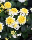 Gem Compact Yellow Topaz Lantana with clusters of yellow and white flowers among dark green foliage