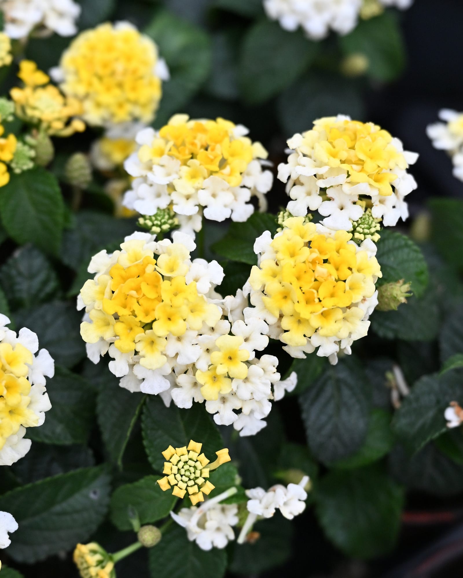 Gem Compact Yellow Topaz Lantana yellow white flowers Gem Compact Yellow Topaz Lantana with clusters of yellow and white flowers among dark green foliage