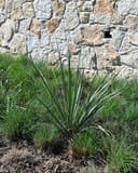 Giant Hesperaloe Yucca with narrow spiky leaves growing in a landscaped bed beside a stone wall