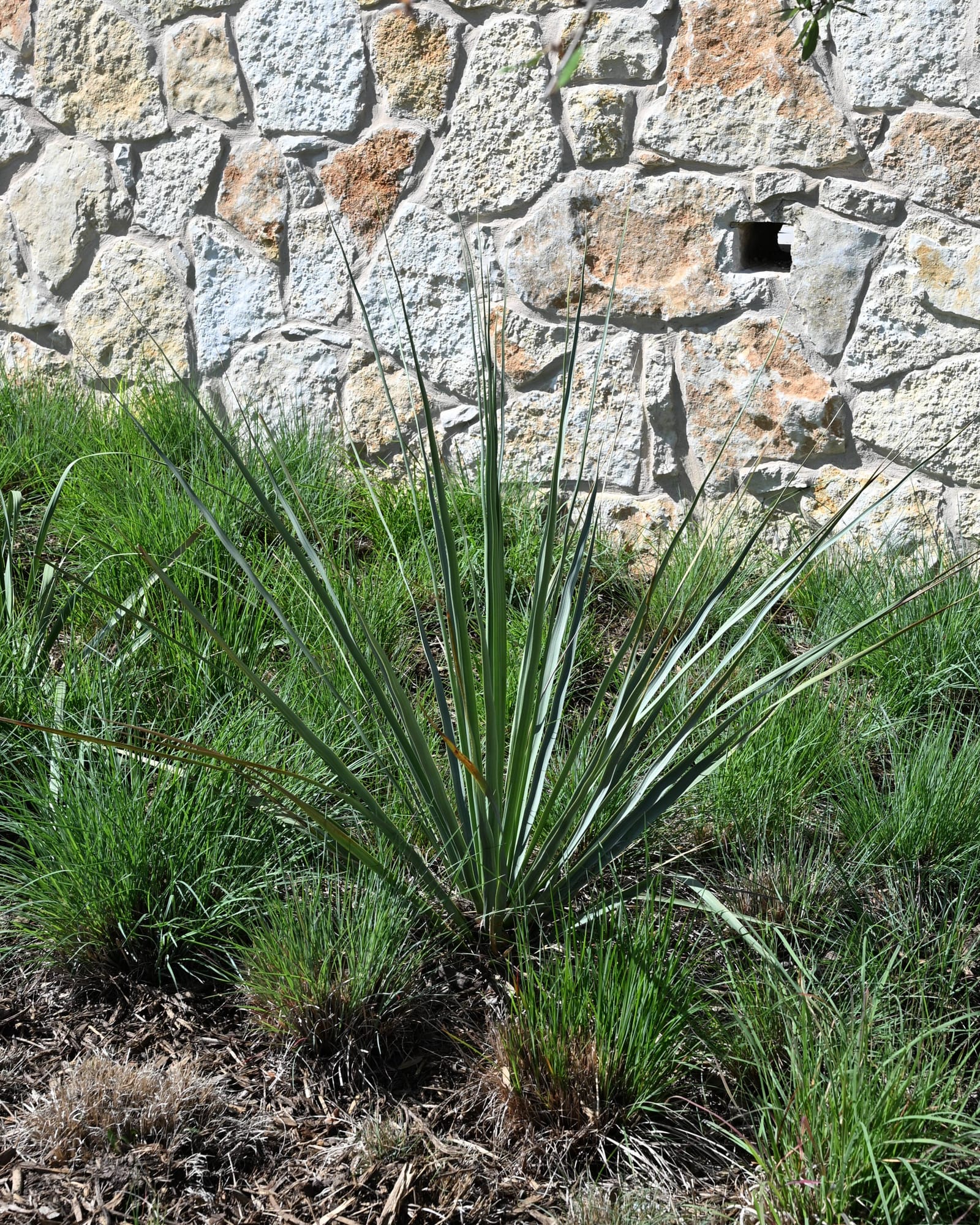 Giant Hesperaloe Yucca