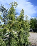 Golden Atlas Cedar with cascading green branches in a nursery container area