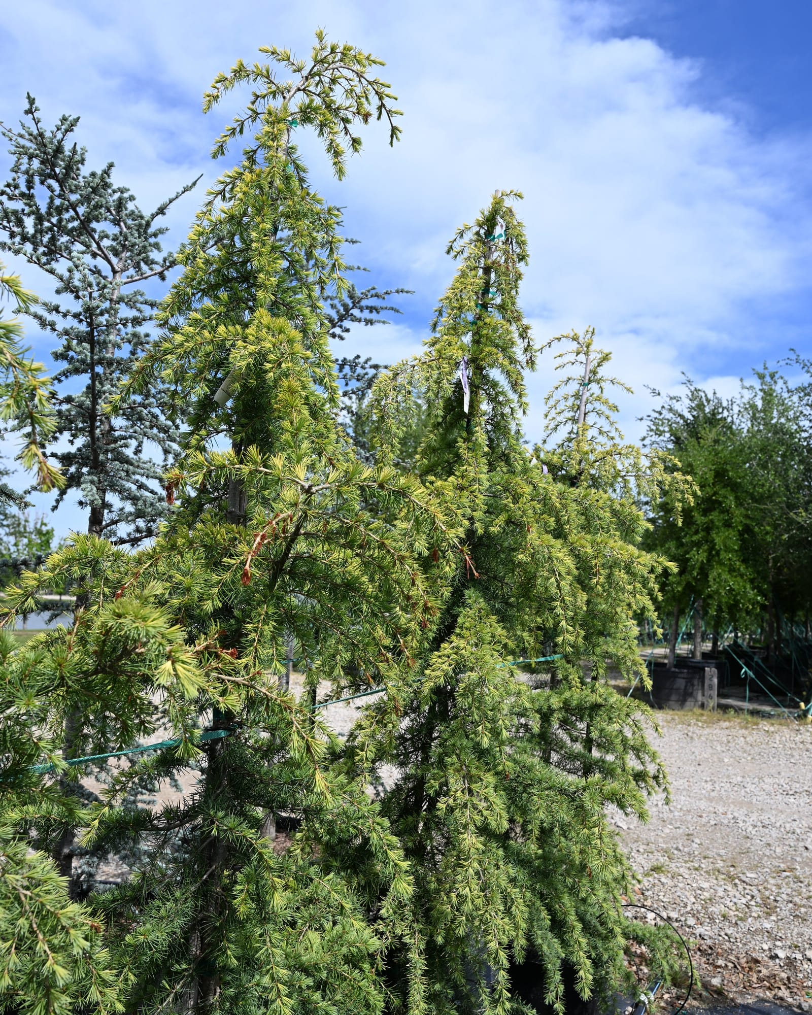 Golden Atlas Cedar cascading branches Golden Atlas Cedar with cascading green branches in a nursery container area