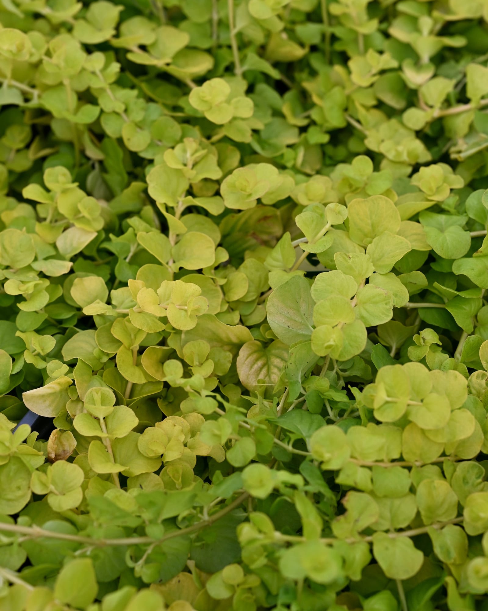 Goldilocks Creeping Jenny