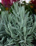 Goodwin Creek Lavender with silvery foliage growing densely in a nursery container