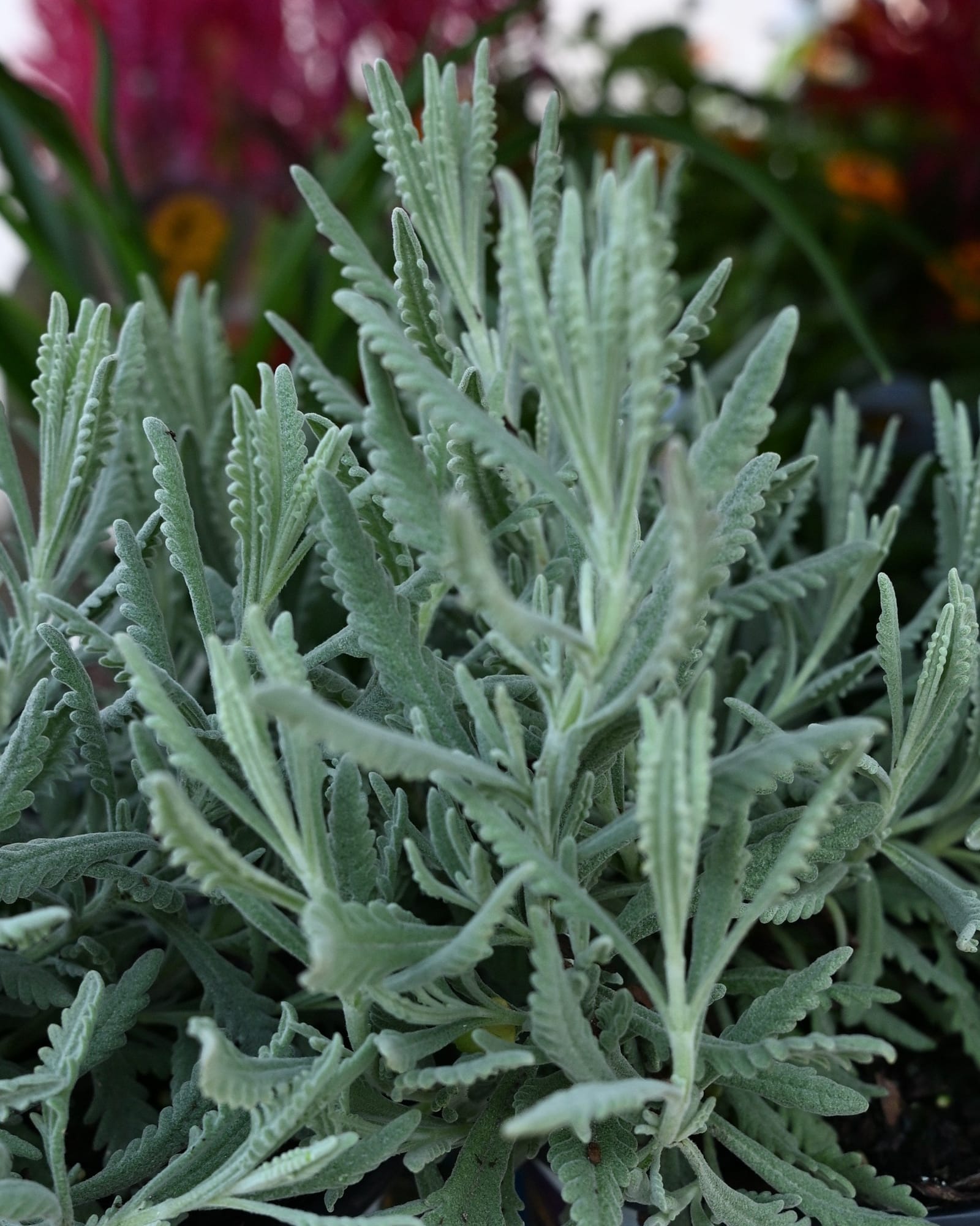 Goodwin Creek Lavender silvery foliage Goodwin Creek Lavender with silvery foliage growing densely in a nursery container