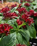 Graffiti Deep Red Pentas with clusters of deep red flowers and broad green leaves