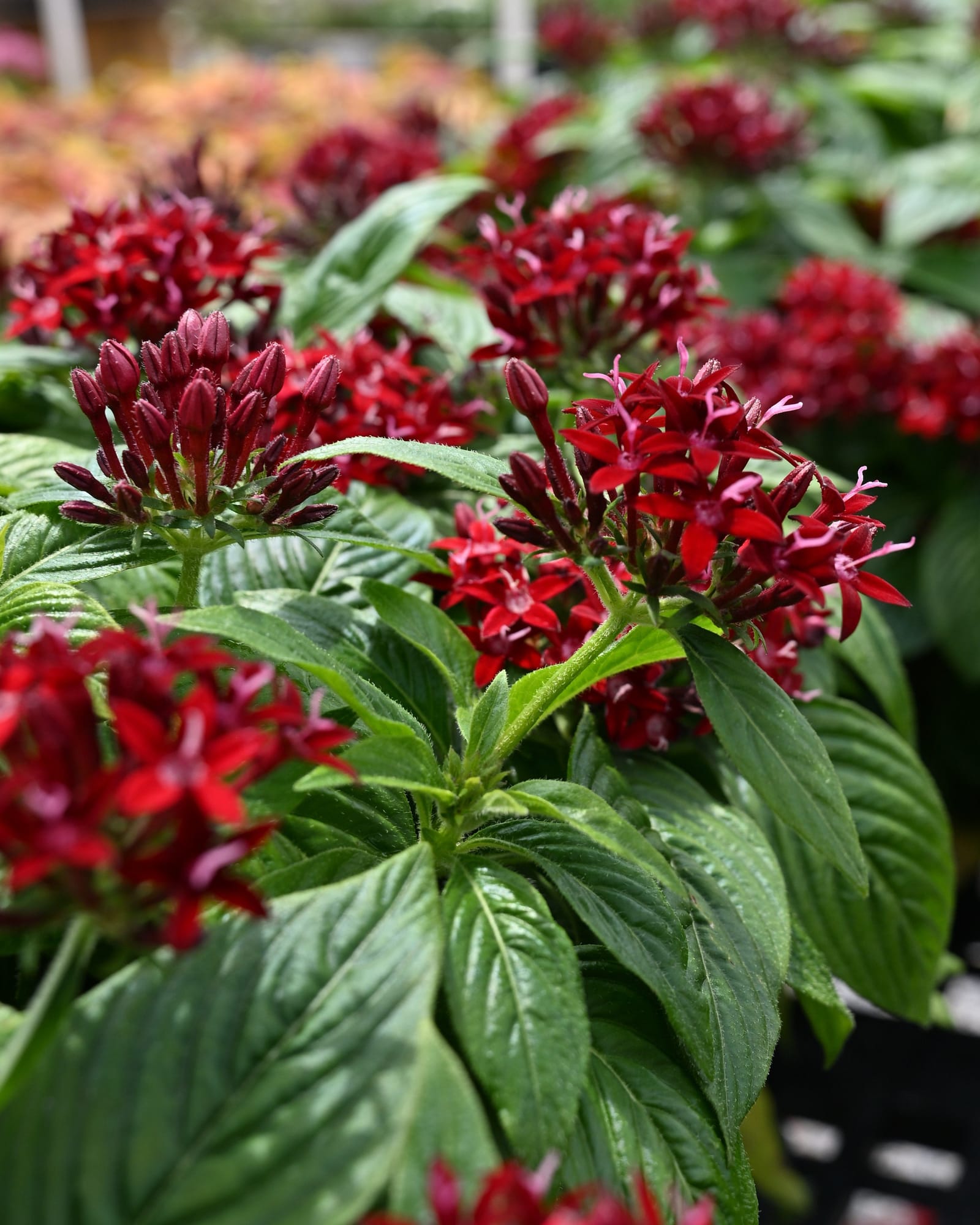Graffiti Deep Red Pentas red flowers Graffiti Deep Red Pentas with clusters of deep red flowers and broad green leaves