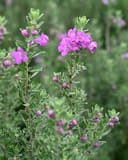 Green Cloud Texas Sage with silver-green foliage and bright pink flowers