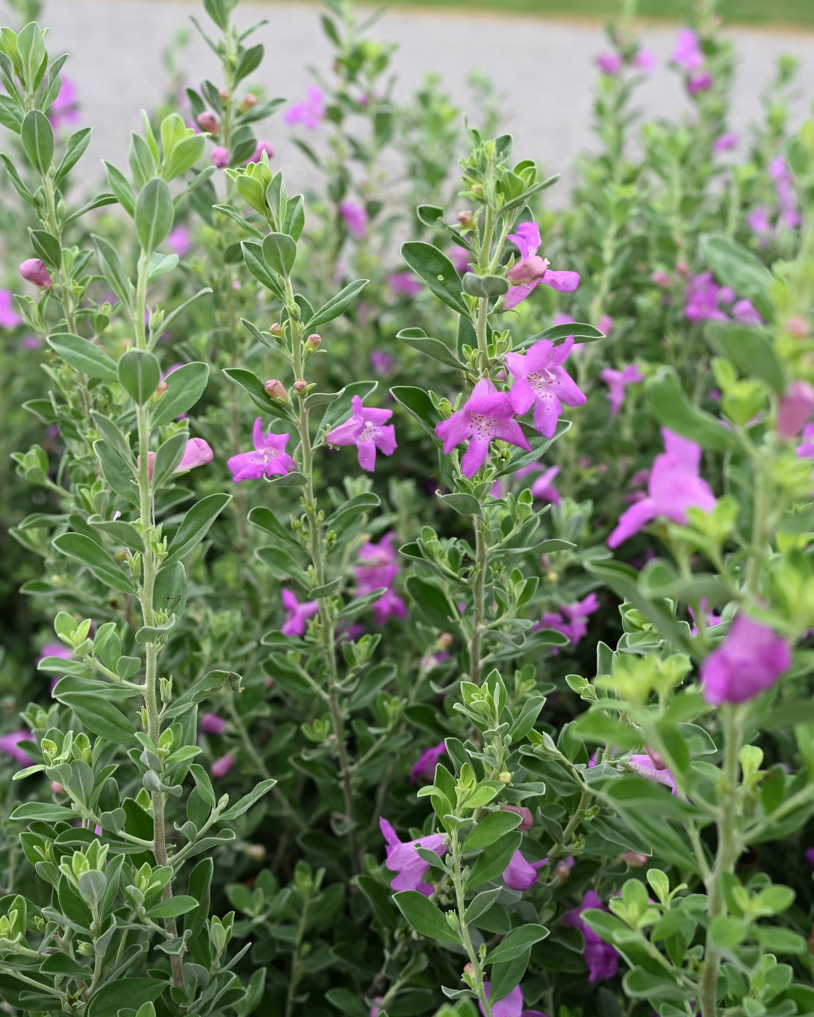 Green Cloud Texas Sage - view 4