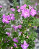 Green Cloud Texas Sage with abundant pink-purple flowers and dense green foliage in nursery containers