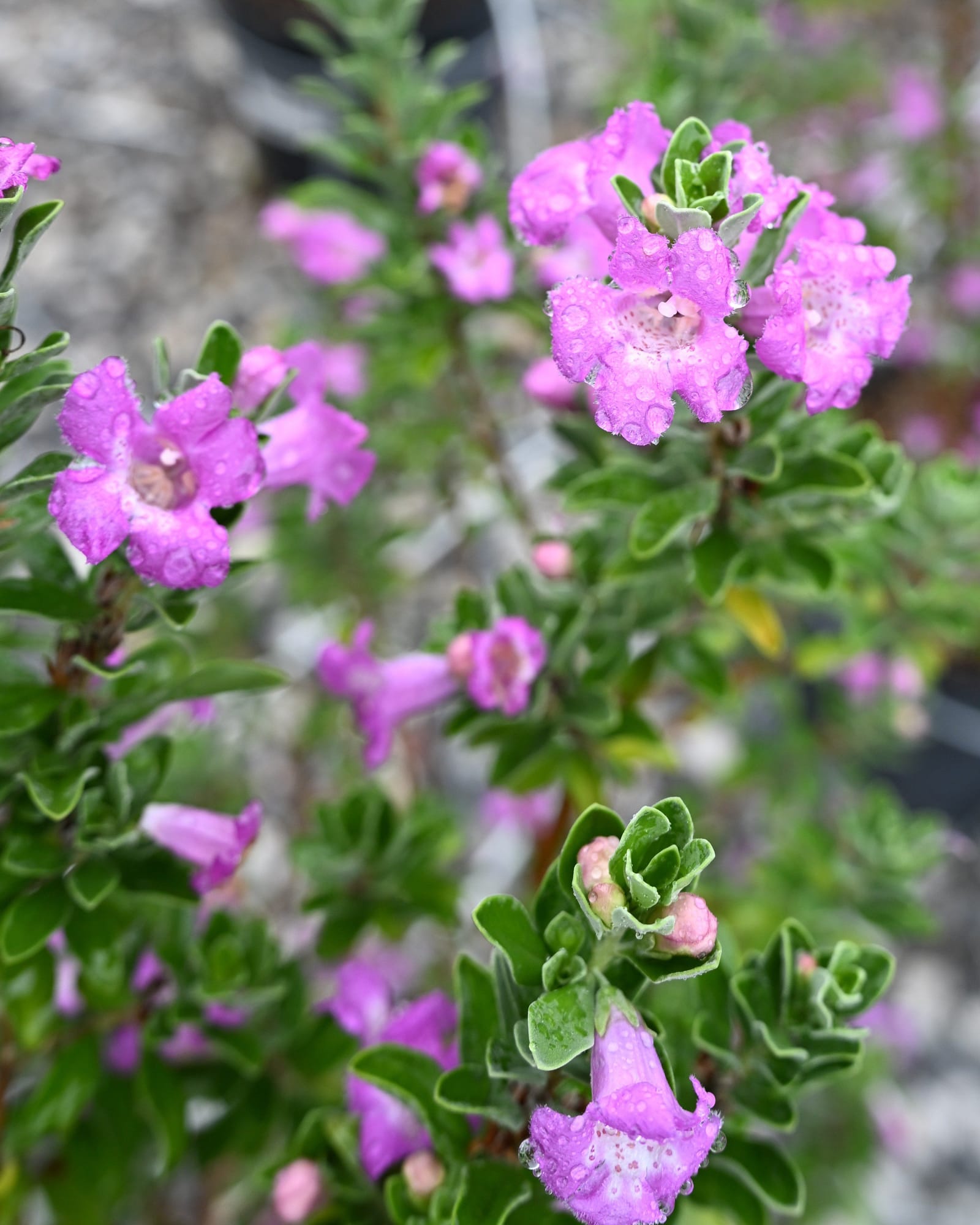 Green Cloud Texas Sage
