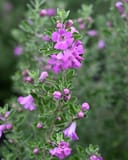 Green Cloud Texas Sage with purple flowers and gray-green foliage