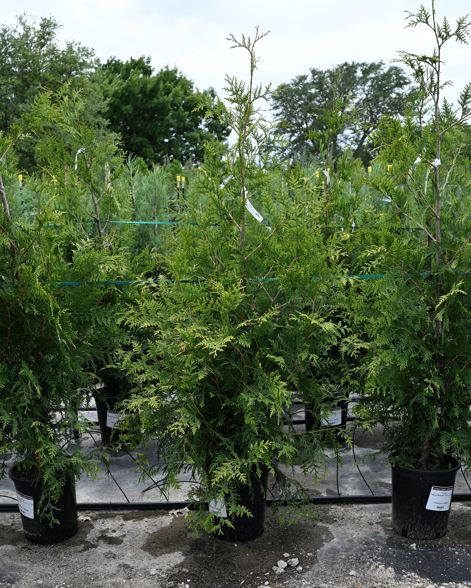 Green Giant Arborvitae