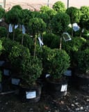 Green Mountain Boxwood 2 Ball Tier plants in containers with dense green foliage and rounded topiary forms