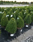 Green Mountain Boxwood Cone shrubs in containers arranged across a nursery yard