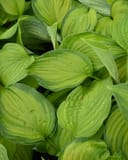 Guacamole Hosta with broad lime-green leaves and darker green margins