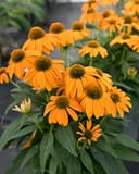Guatemala Gold Coneflower with abundant orange flowers and dark central cones